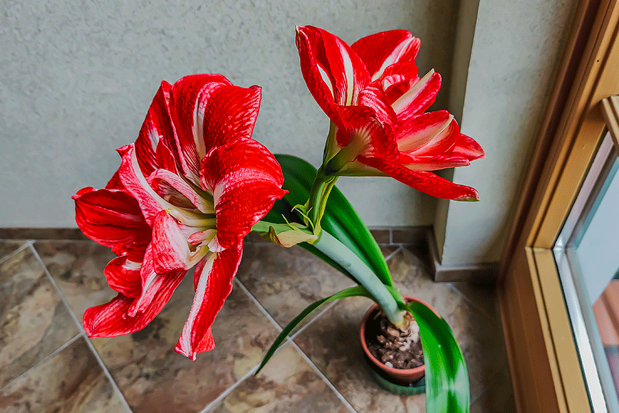 Unsere Amaryllis blüht im Stiegenhaus - Foto JoSt   2026